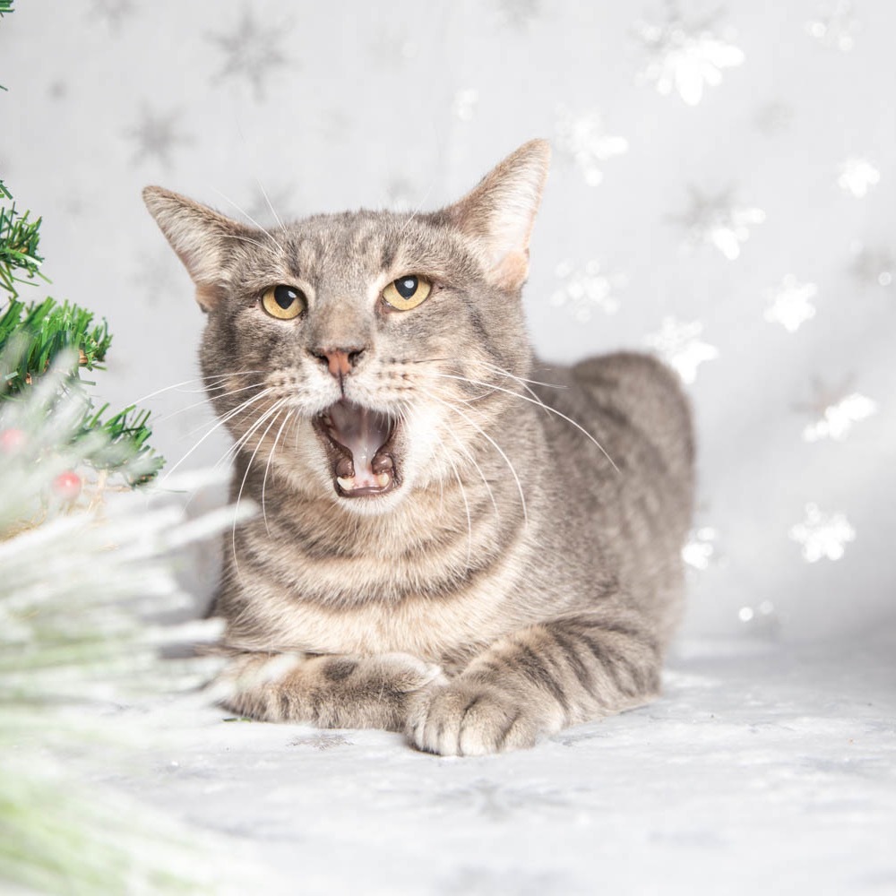 Benny The Biscuit Baker, an adoptable Domestic Short Hair in Hackett, AR, 72937 | Photo Image 3