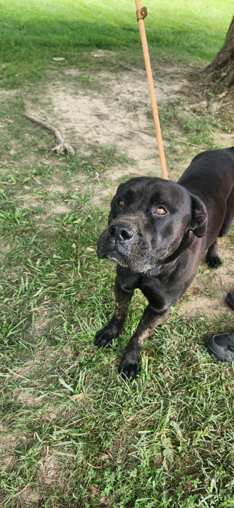 Orion, an adoptable Bullmastiff, Pit Bull Terrier in Greencastle, IN, 46135 | Photo Image 1