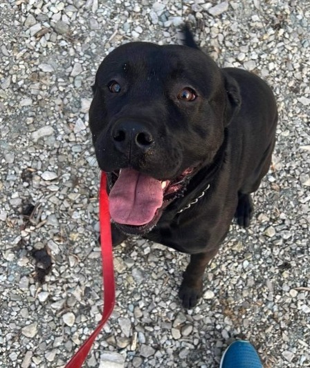 Orion, an adoptable Bullmastiff, Pit Bull Terrier in Greencastle, IN, 46135 | Photo Image 2