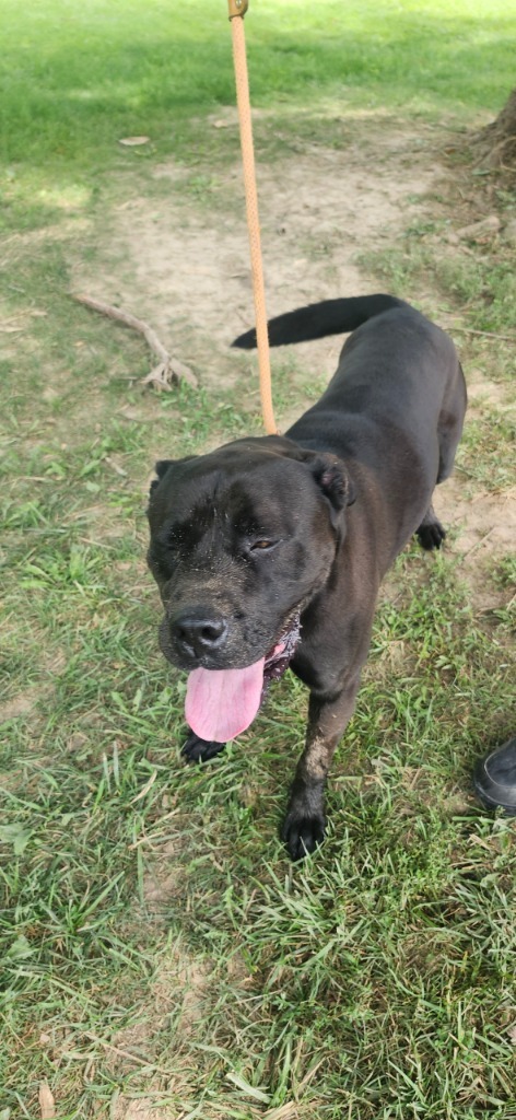 Orion, an adoptable Bullmastiff, Pit Bull Terrier in Greencastle, IN, 46135 | Photo Image 3