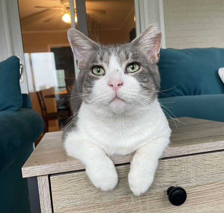 Roscoe 1