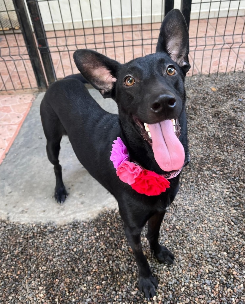 Jewel, an adoptable Black Labrador Retriever, Shepherd in San Juan de Abajo, NAY, 63732 | Photo Image 1