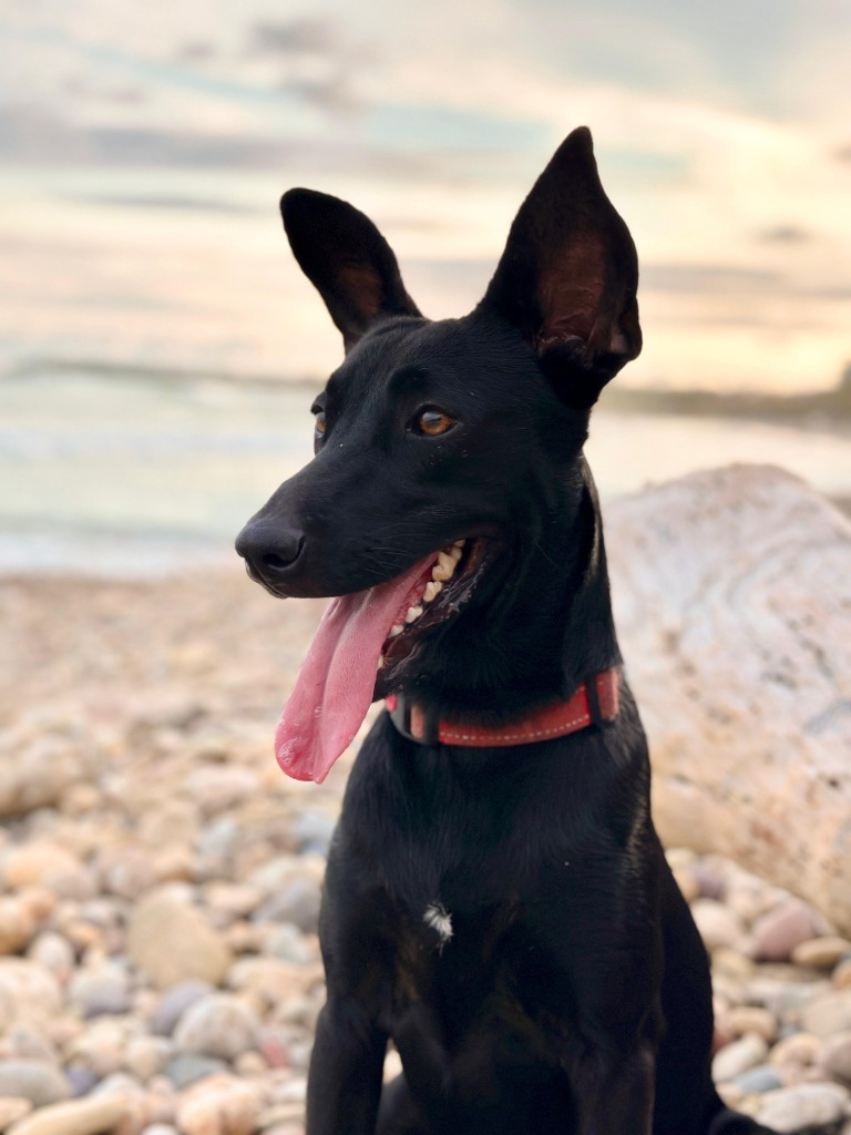 Jewel, an adoptable Black Labrador Retriever, Shepherd in San Juan de Abajo, NAY, 63732 | Photo Image 1