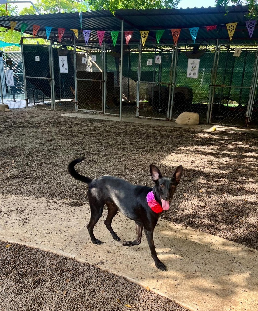 Jewel, an adoptable Black Labrador Retriever, Shepherd in San Juan de Abajo, NAY, 63732 | Photo Image 2