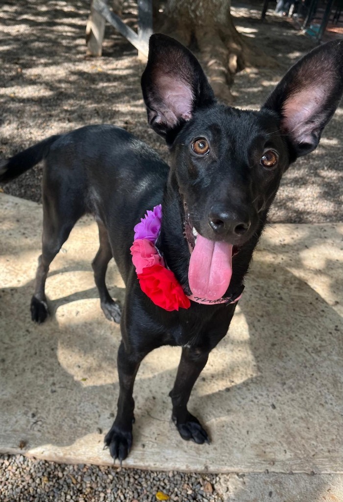 Jewel, an adoptable Black Labrador Retriever, Shepherd in San Juan de Abajo, NAY, 63732 | Photo Image 3