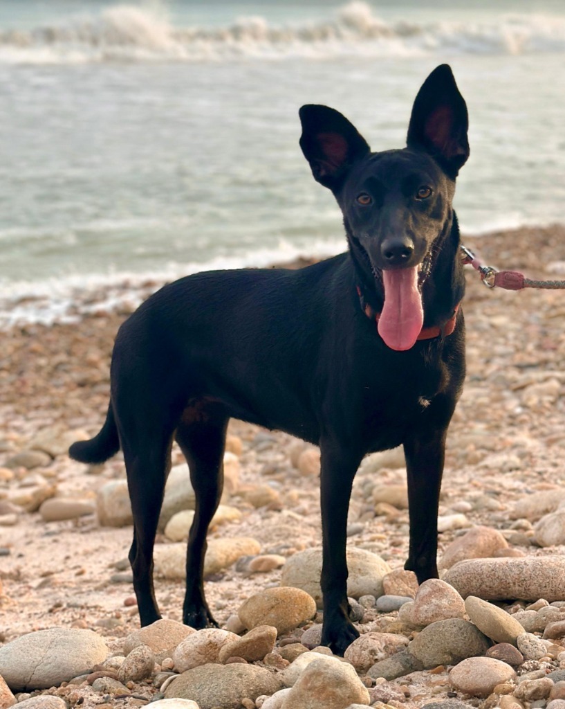 Jewel, an adoptable Black Labrador Retriever, Shepherd in San Juan de Abajo, NAY, 63732 | Photo Image 6