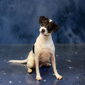 Primary Color White Secondary Color Black Brown Weight 48lbs Age 7yrs 9mths 4wks Animal has been