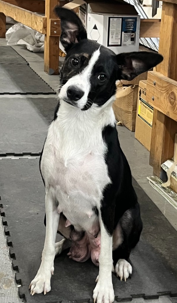 Kalua, an adoptable Border Collie, Mixed Breed in Heber City, UT, 84032 | Photo Image 1