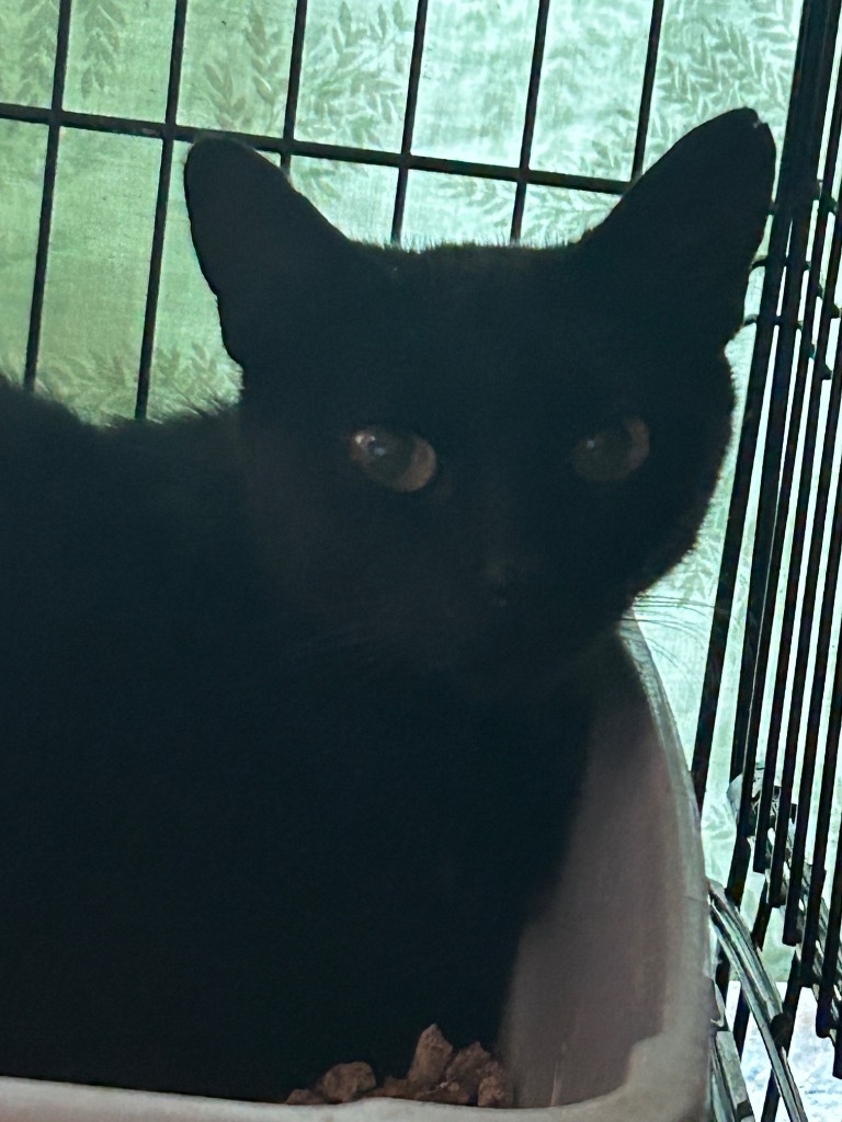 Electra