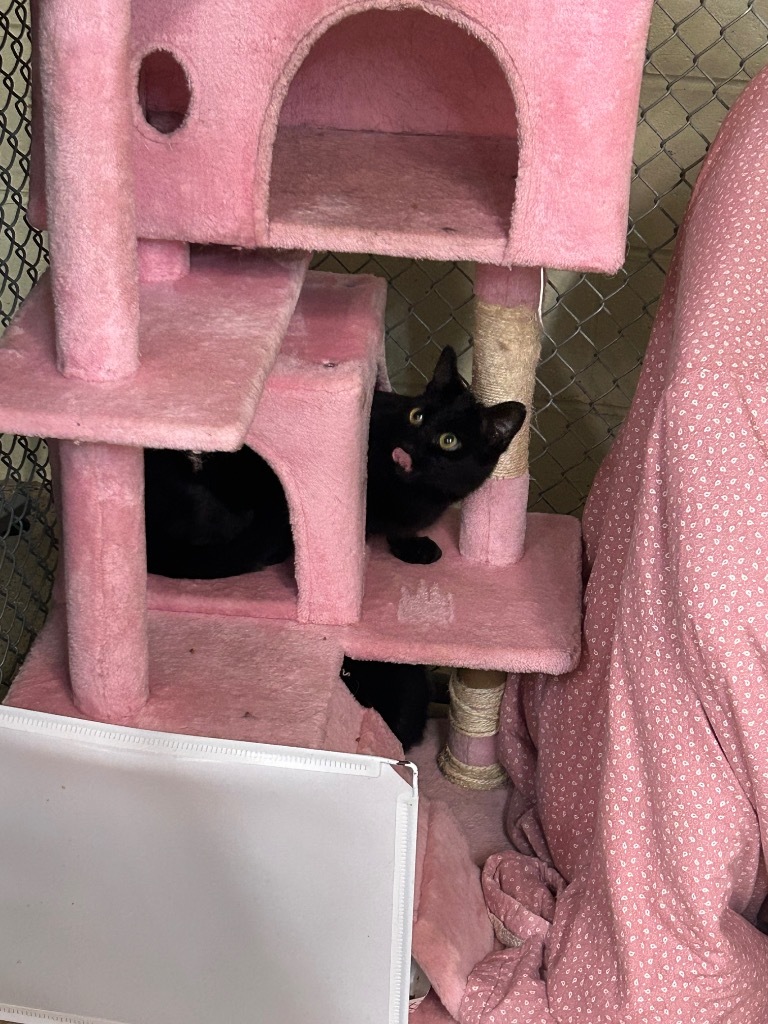 Electra