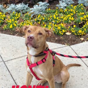Honey, Adult Female American Staffordshire Terrier