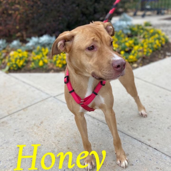 Honey 3