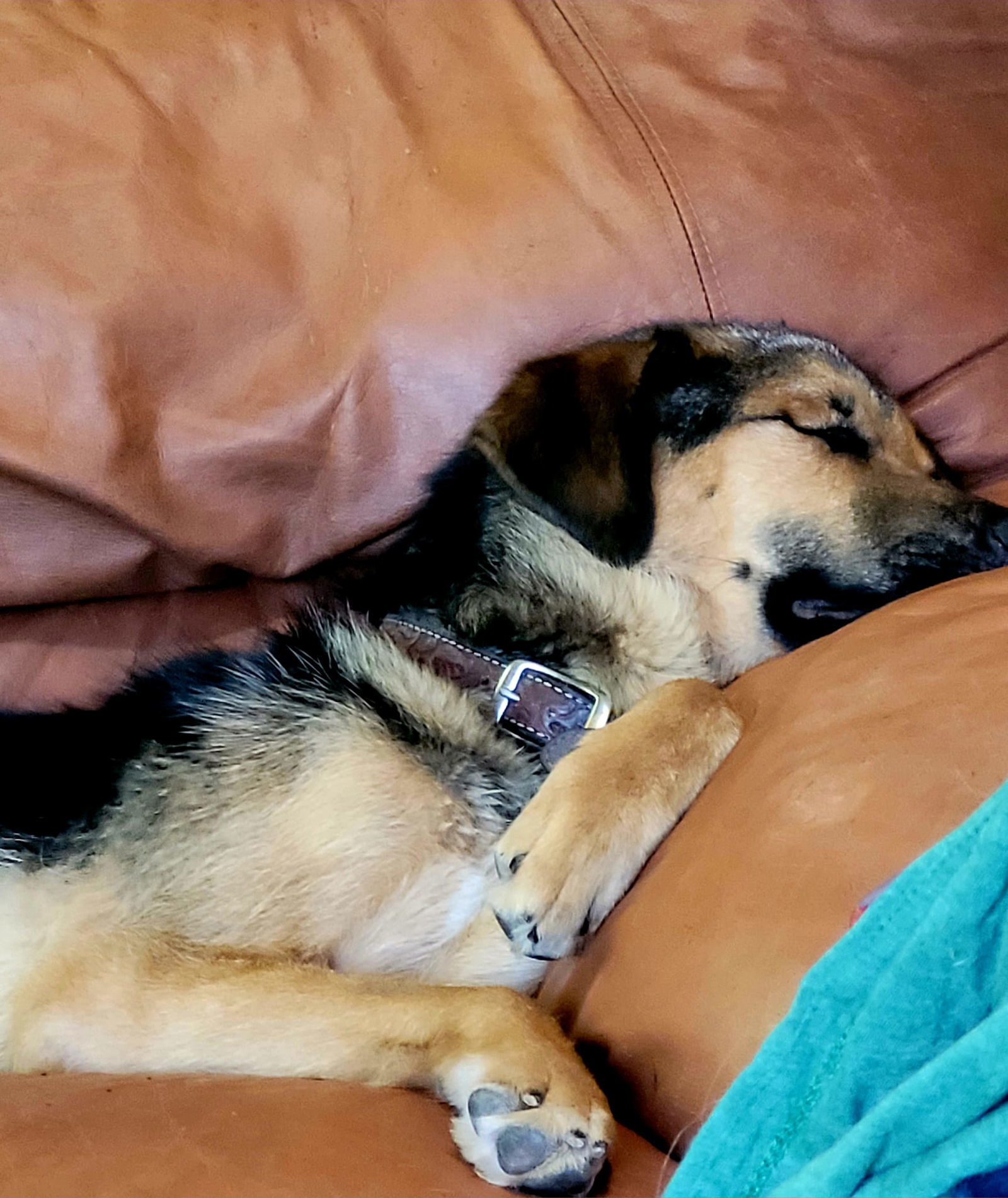 Newman, an adoptable German Shepherd Dog, Labrador Retriever in Midway, UT, 84049 | Photo Image 3