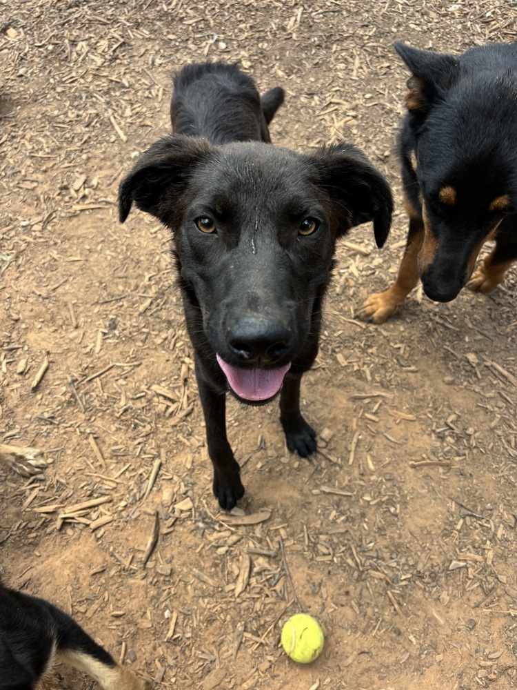 Ringo, an adoptable Mixed Breed in Rapid City, SD, 57702 | Photo Image 1