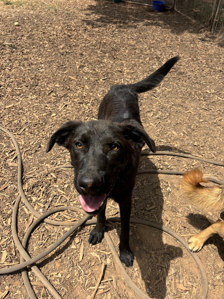 Ringo, an adoptable Mixed Breed in Rapid City, SD, 57702 | Photo Image 2