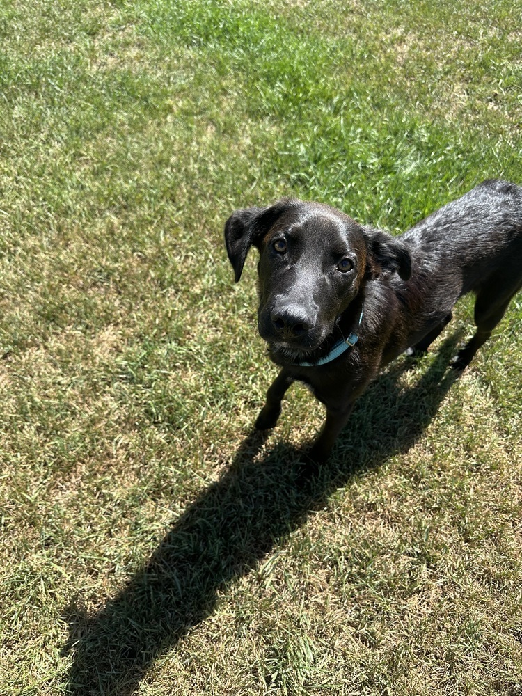 Ringo, an adoptable Mixed Breed in Rapid City, SD, 57702 | Photo Image 3