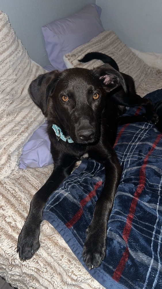 Ringo, an adoptable Mixed Breed in Rapid City, SD, 57702 | Photo Image 3