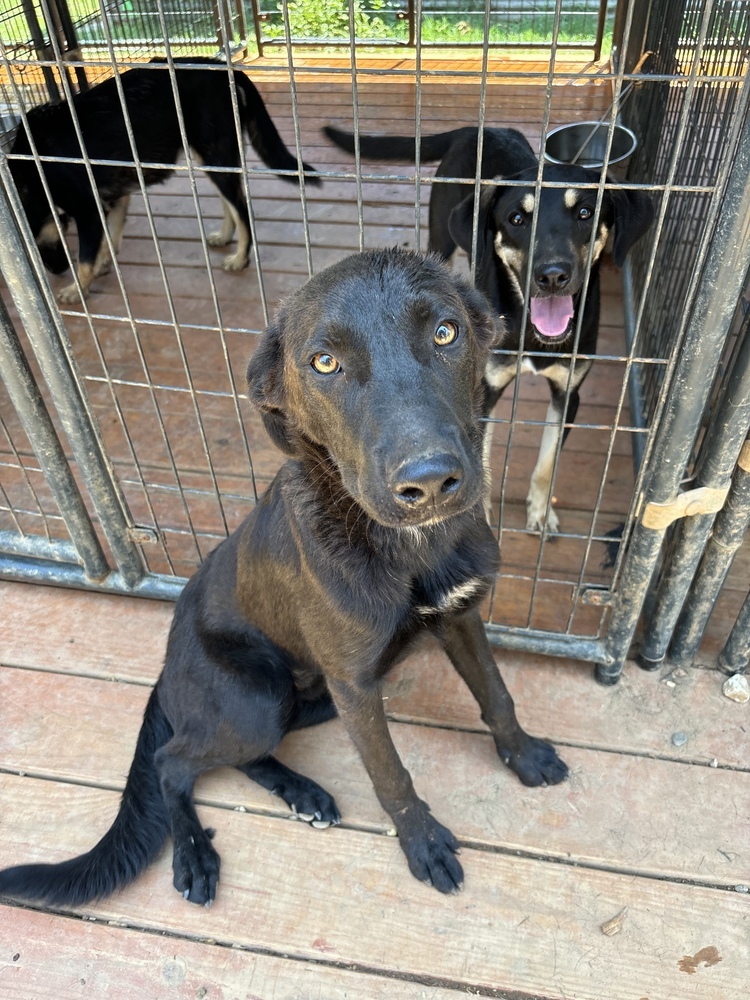 Ringo, an adoptable Mixed Breed in Rapid City, SD, 57702 | Photo Image 4