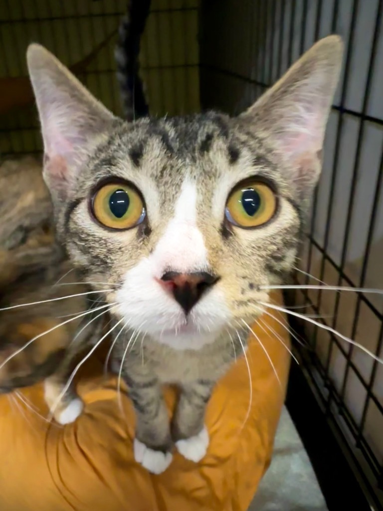 Magic Marker, an adoptable Abyssinian in New Orleans, LA, 70123 | Photo Image 1