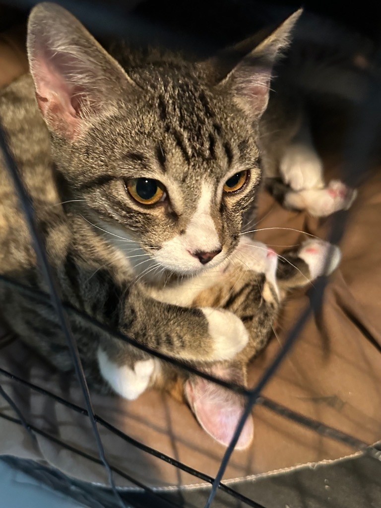 Magic Marker, an adoptable Abyssinian in New Orleans, LA, 70123 | Photo Image 6