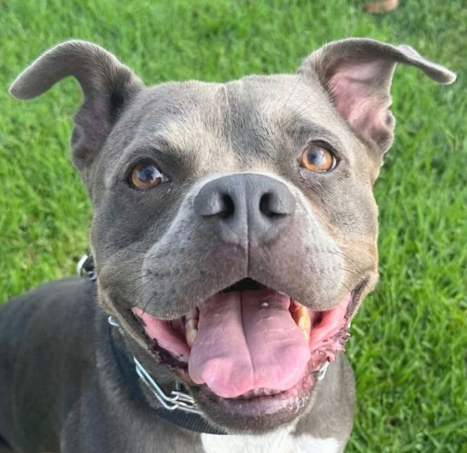 Glen - Adopt Me!