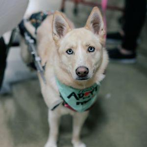 Dama, Adult Female Husky