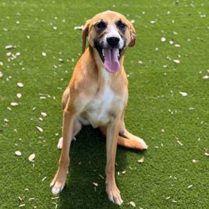 Carrot, Adult Male Mixed Breed