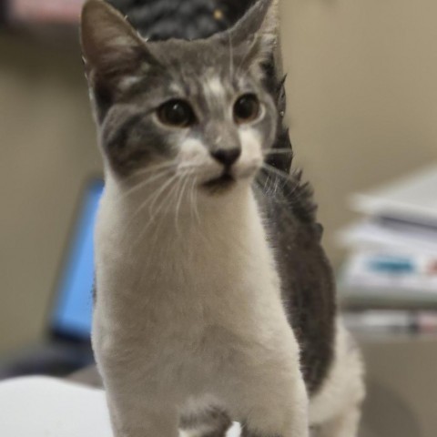 Ashley, an adoptable Domestic Short Hair in Wickenburg, AZ, 85390 | Photo Image 1