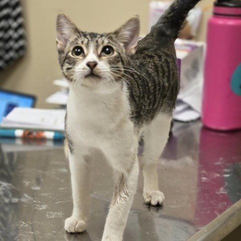 Mary Kate, an adoptable Domestic Short Hair in Wickenburg, AZ, 85390 | Photo Image 1