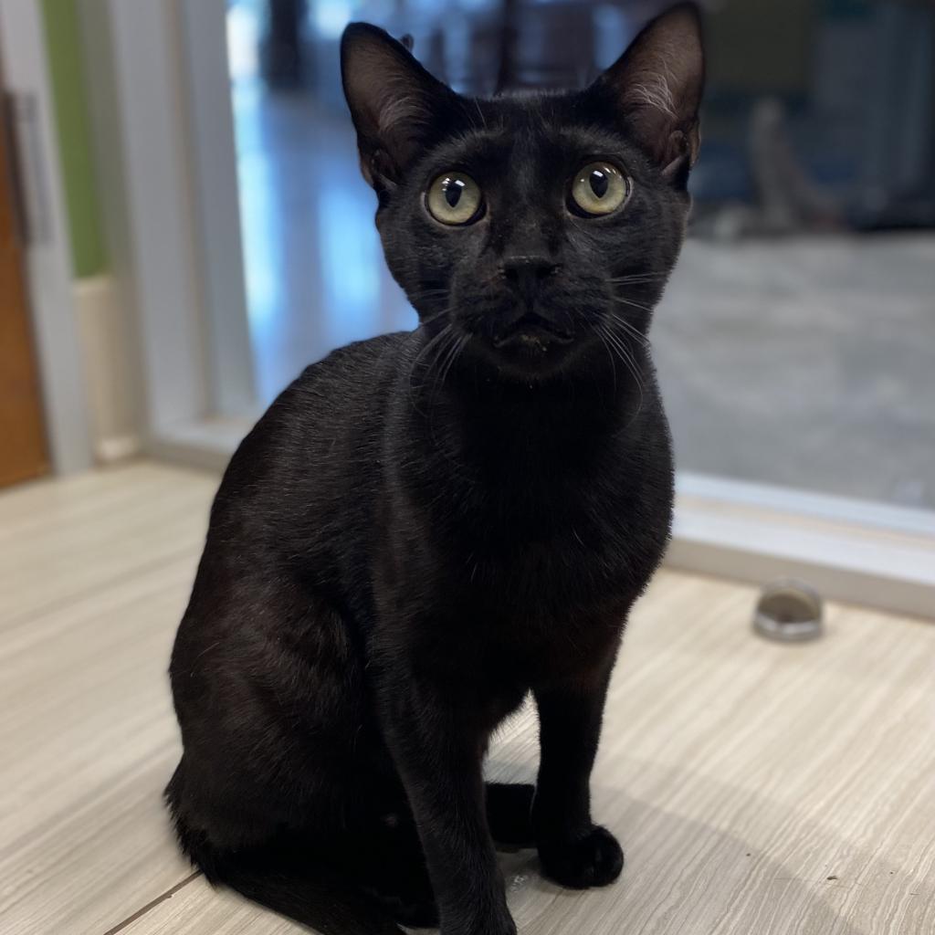 Blackie, an adoptable Domestic Short Hair in Leander, TX, 78641 | Photo Image 1
