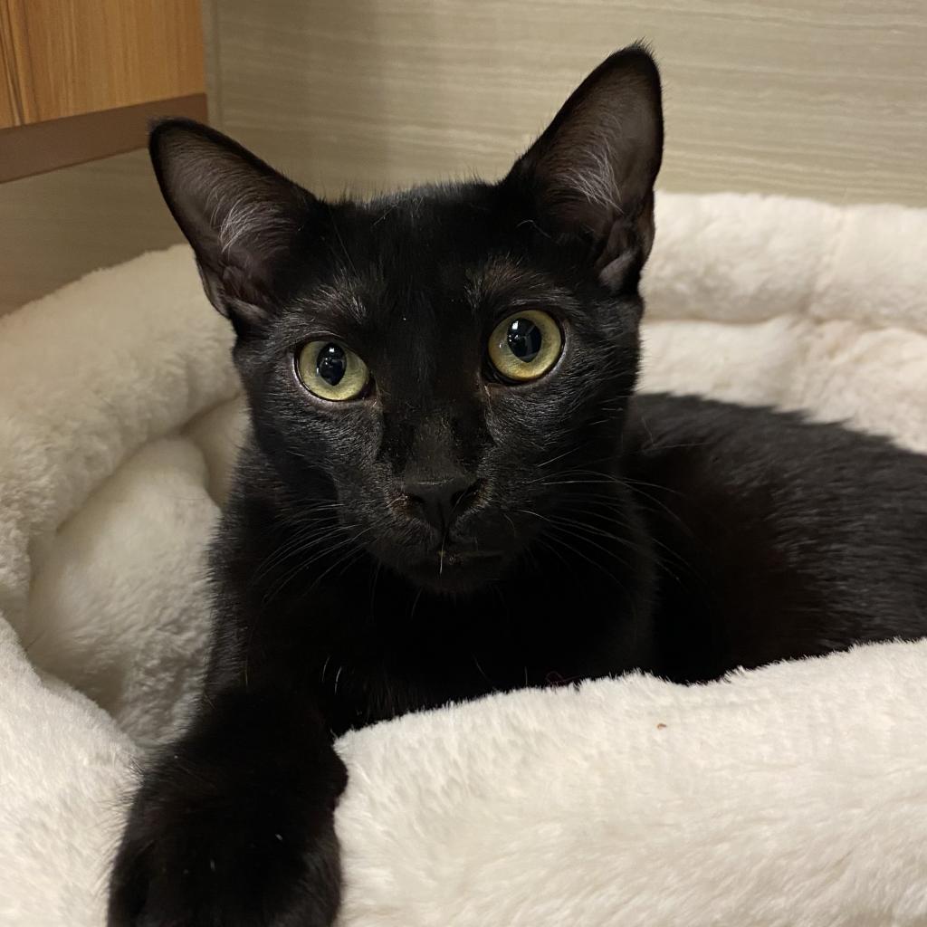 Blackie, an adoptable Domestic Short Hair in Leander, TX, 78641 | Photo Image 2
