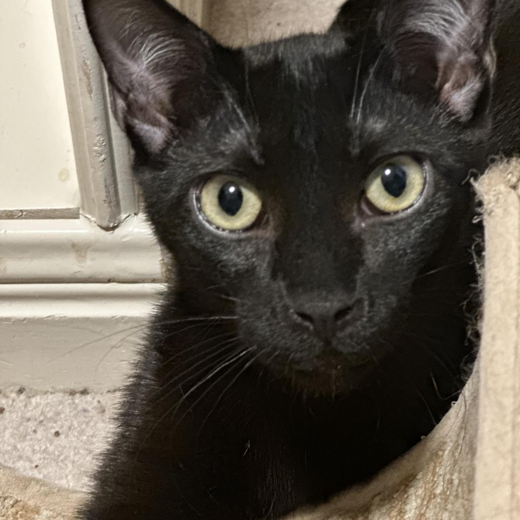 Blackie, an adoptable Domestic Short Hair in Leander, TX, 78641 | Photo Image 3
