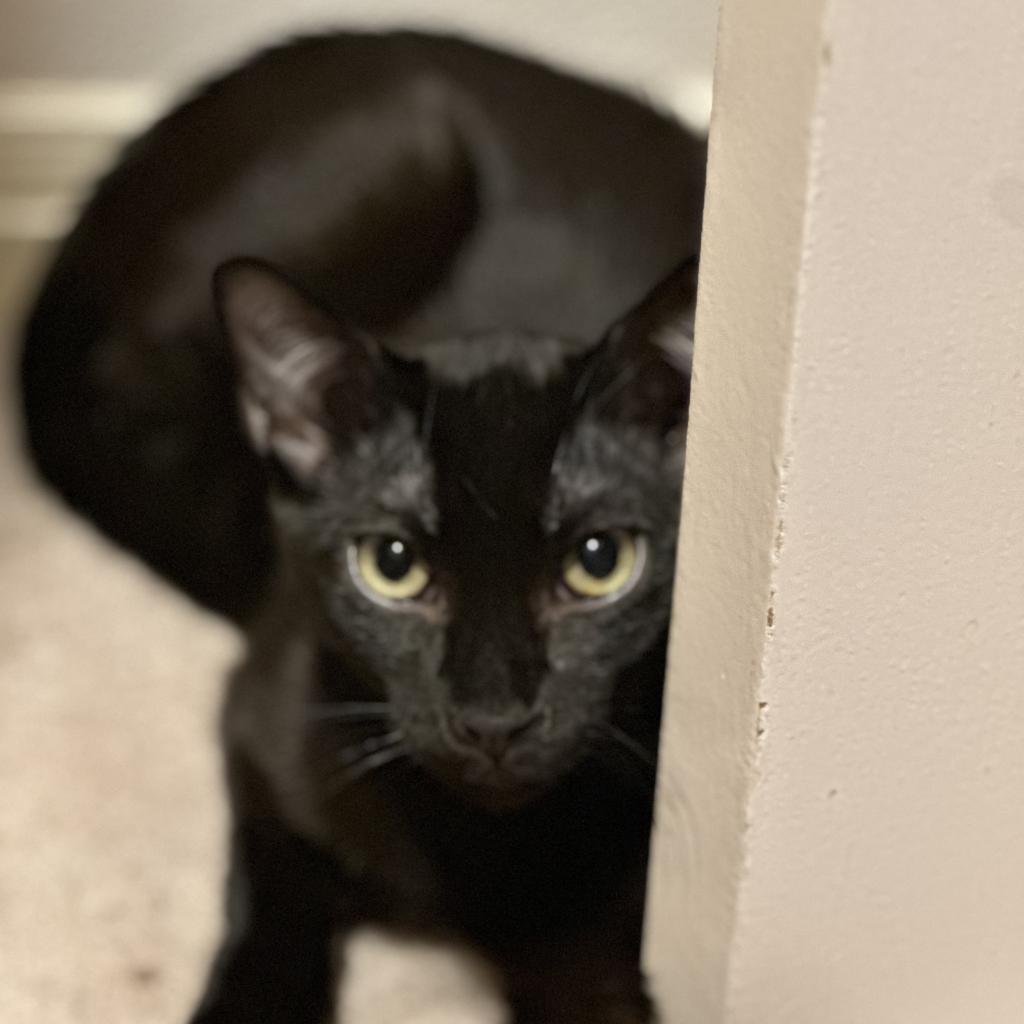 Blackie, an adoptable Domestic Short Hair in Leander, TX, 78641 | Photo Image 4