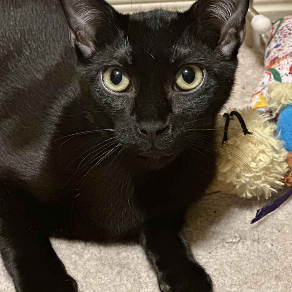 Blackie, an adoptable Domestic Short Hair in Leander, TX, 78641 | Photo Image 5