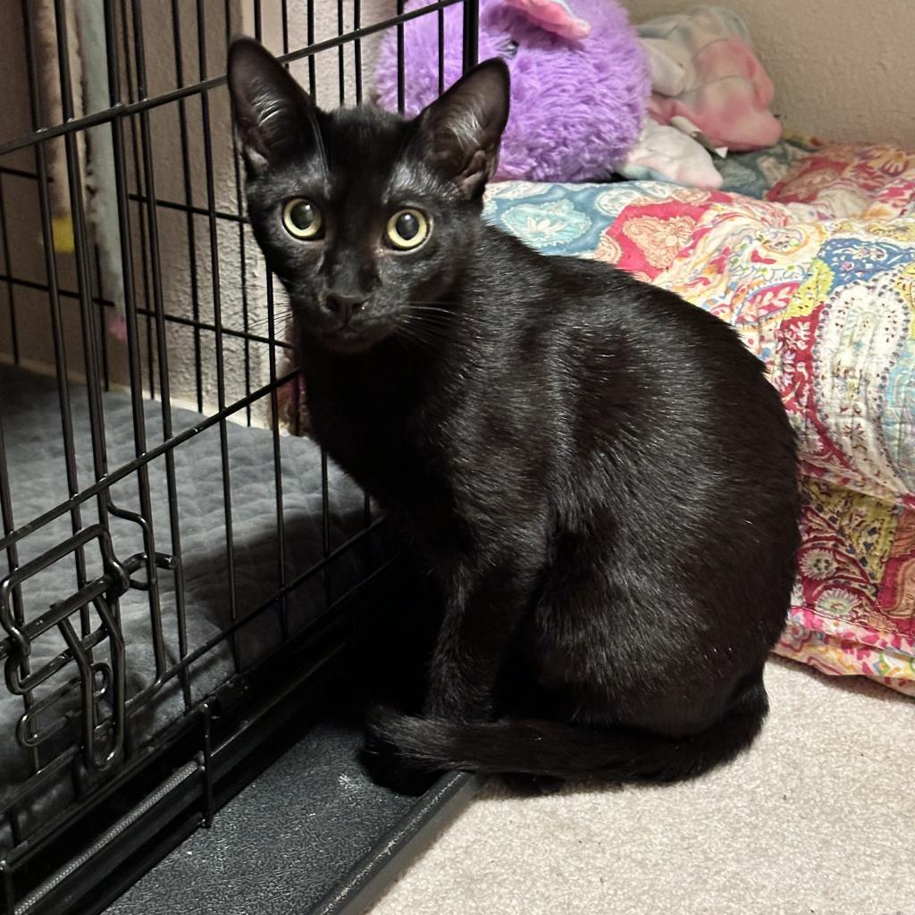 Blackie, an adoptable Domestic Short Hair in Leander, TX, 78641 | Photo Image 6