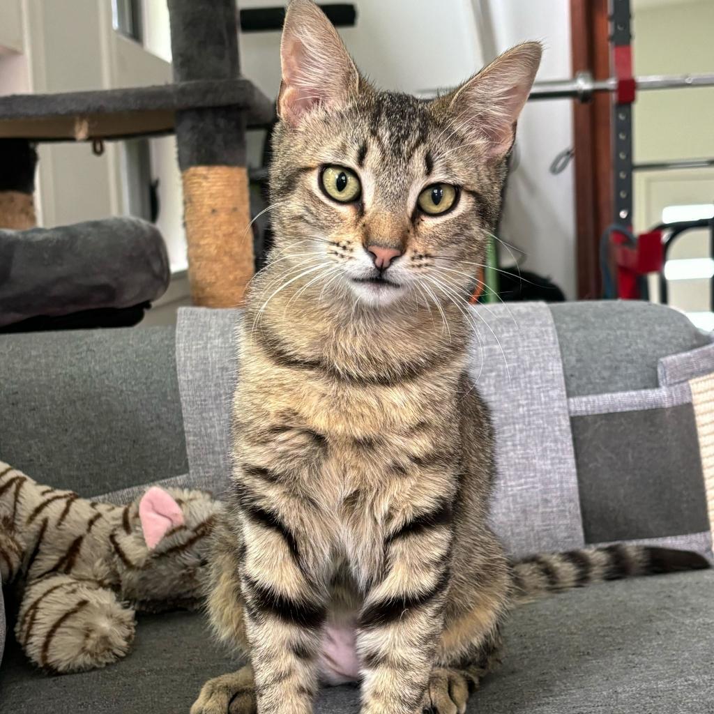 Cassian "Cass", an adoptable Domestic Short Hair in Leander, TX, 78641 | Photo Image 1