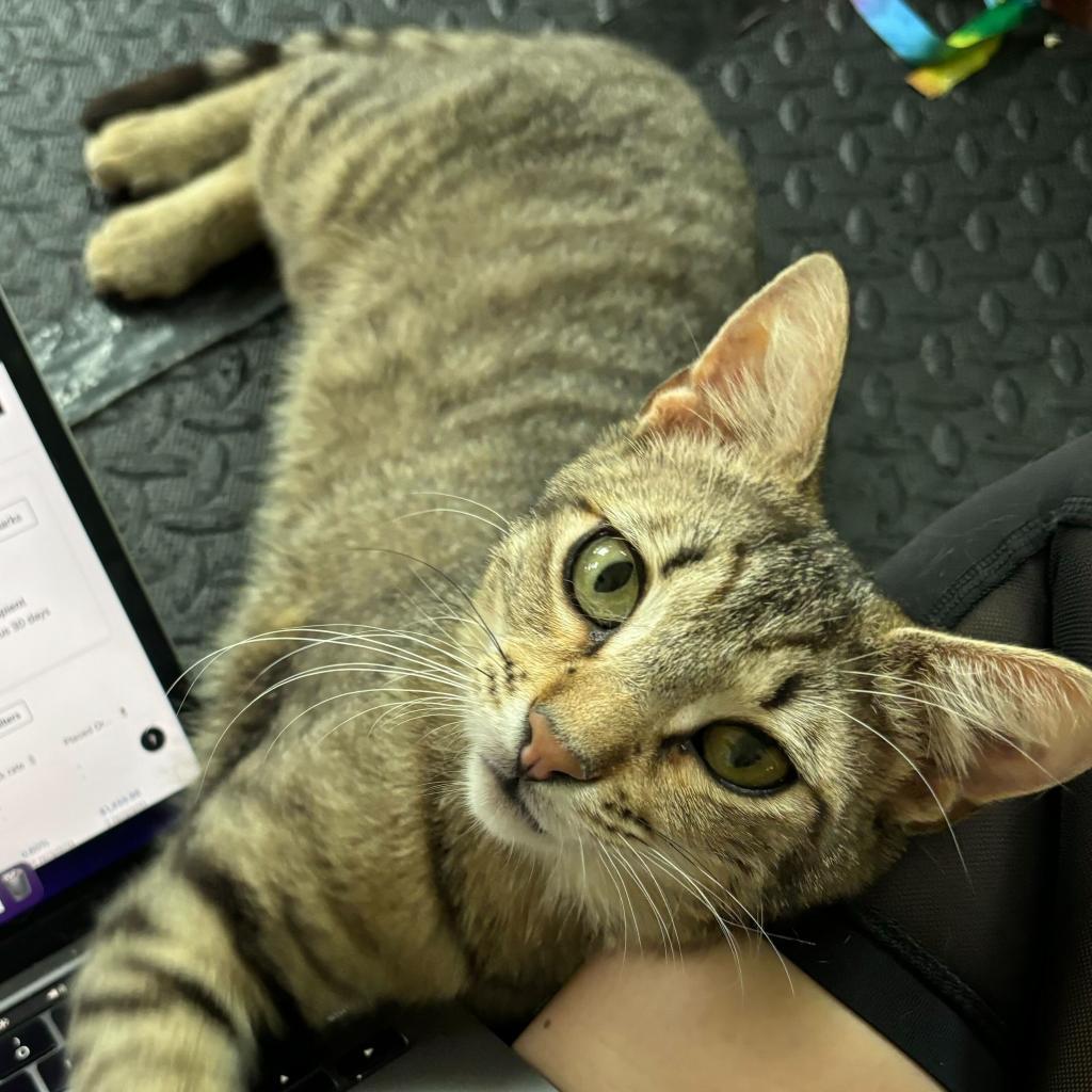 Cassian "Cass", an adoptable Domestic Short Hair in Leander, TX, 78641 | Photo Image 2