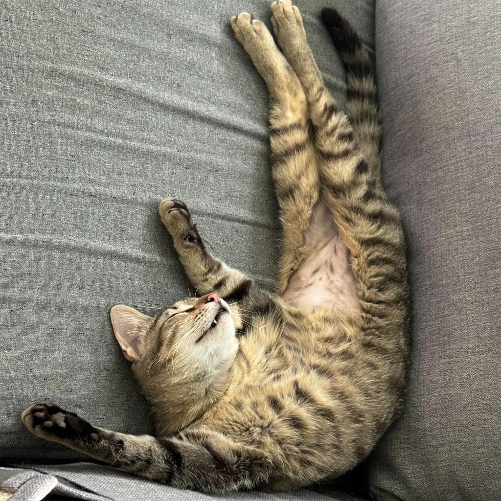 Cassian "Cass", an adoptable Domestic Short Hair in Leander, TX, 78641 | Photo Image 3