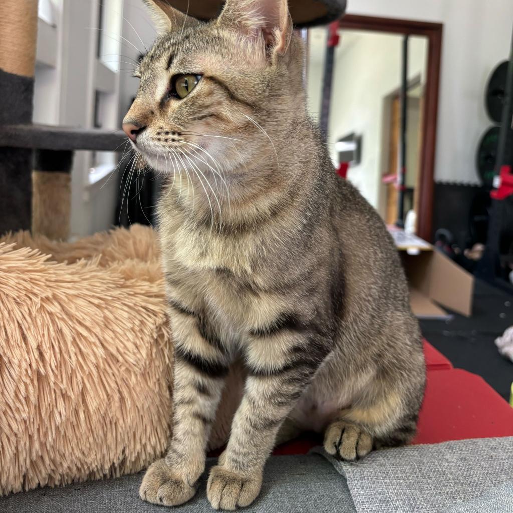 Cassian "Cass", an adoptable Domestic Short Hair in Leander, TX, 78641 | Photo Image 4