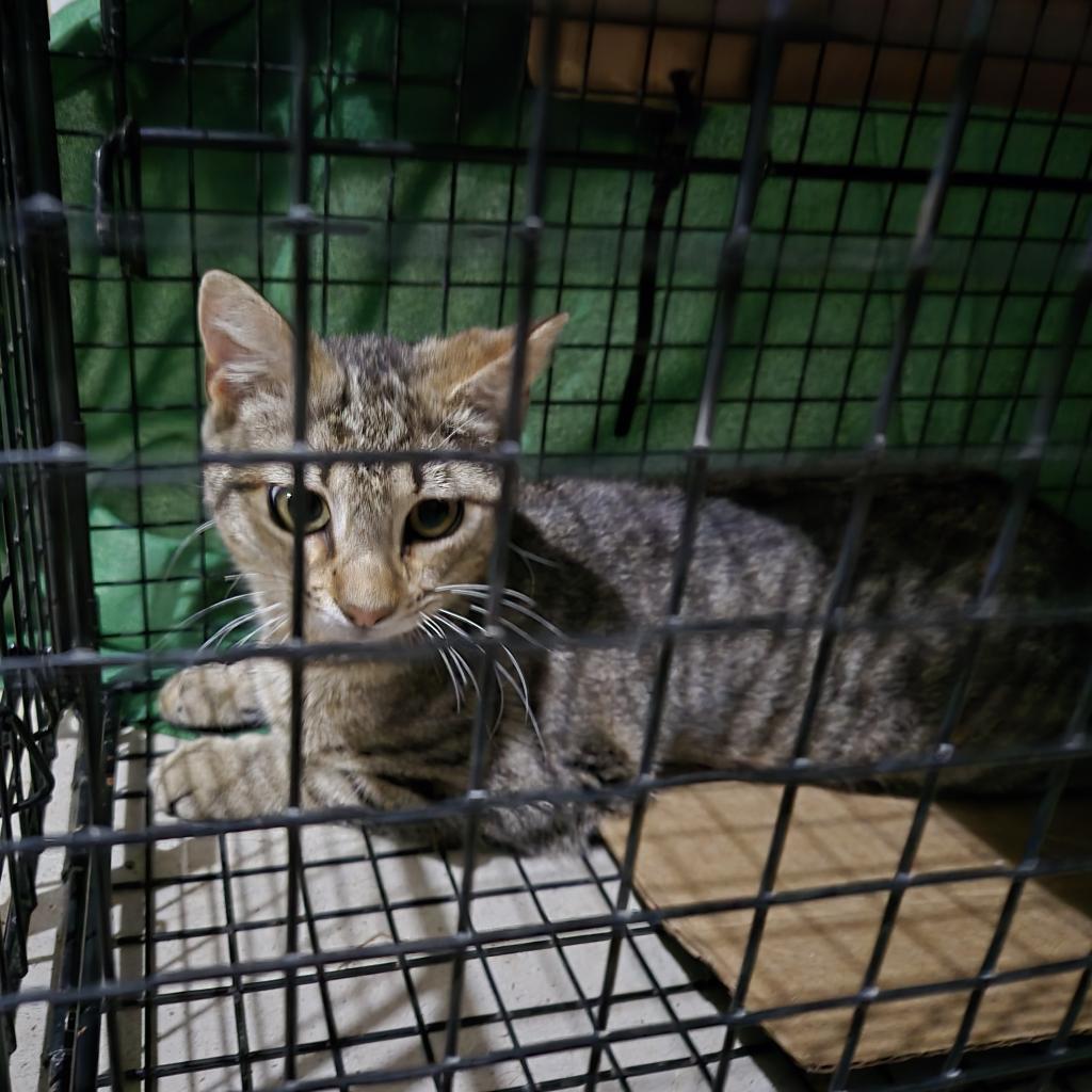 Cassian "Cass", an adoptable Domestic Short Hair in Leander, TX, 78641 | Photo Image 6