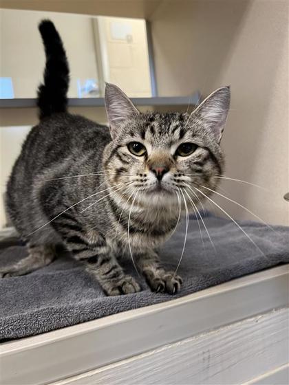 Little Bit, an adoptable Domestic Short Hair in Hutchinson, KS, 67504 | Photo Image 1