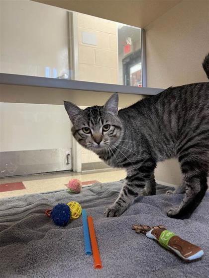 Little Bit, an adoptable Domestic Short Hair in Hutchinson, KS, 67504 | Photo Image 2