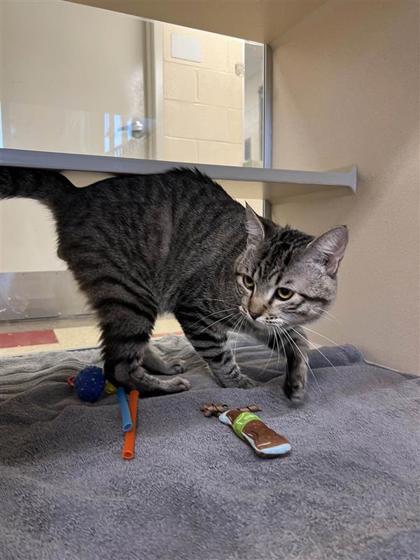 Little Bit, an adoptable Domestic Short Hair in Hutchinson, KS, 67504 | Photo Image 3