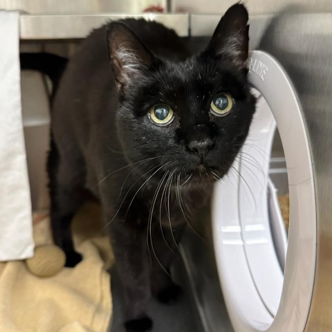 Brunswick, an adoptable Domestic Short Hair in Hailey, ID, 83333 | Photo Image 3