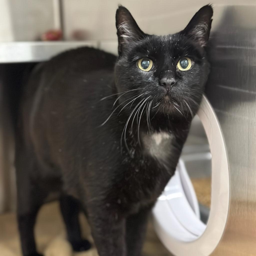 Brunswick, an adoptable Domestic Short Hair in Hailey, ID, 83333 | Photo Image 3