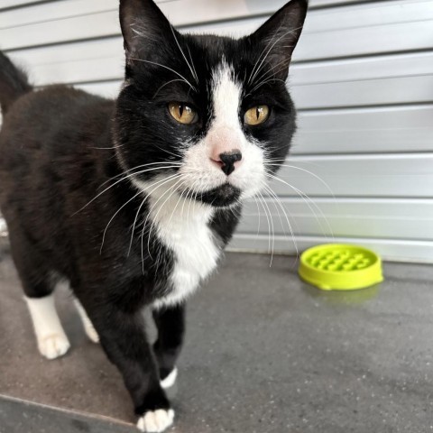 Sox, an adoptable Domestic Short Hair in Hailey, ID, 83333 | Photo Image 1