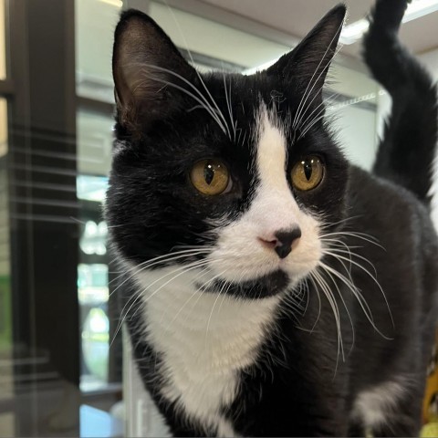 Sox, an adoptable Domestic Short Hair in Hailey, ID, 83333 | Photo Image 2