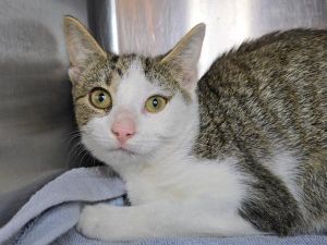 Yasso, Baby Female Domestic Short Hair