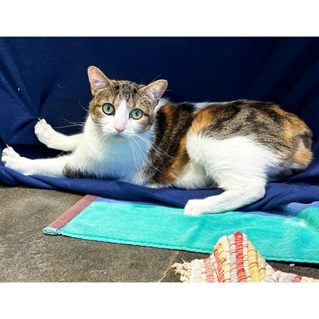 Zendaya 3, an adoptable Manx in Austin, TX, 78704 | Photo Image 1