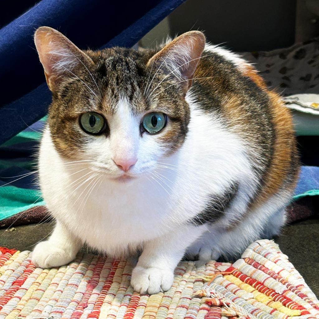 Zendaya 3, an adoptable Manx in Austin, TX, 78704 | Photo Image 1